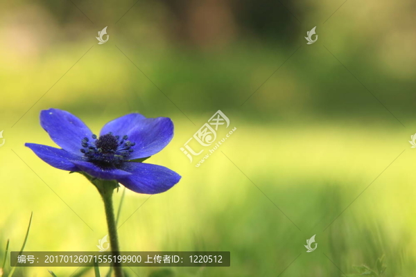 藍色的花