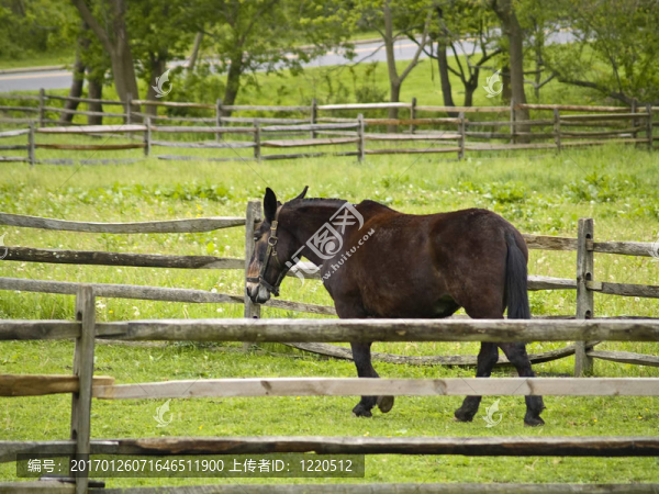 將馬-匯圖網(wǎng) www.fosd68.com 將馬