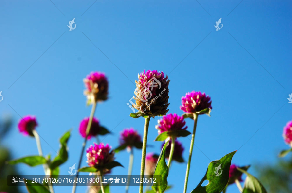 紫色的花