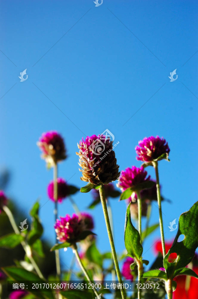 紫色的花