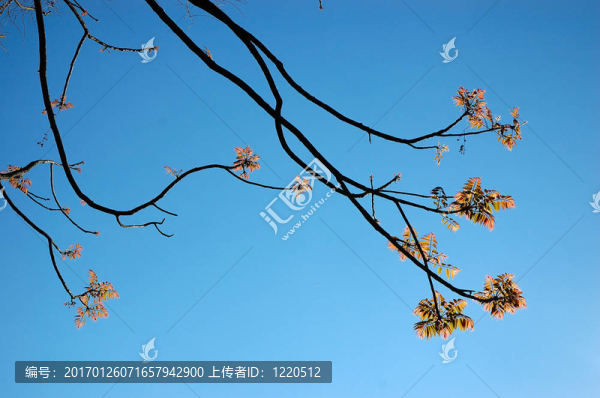 大的樹
