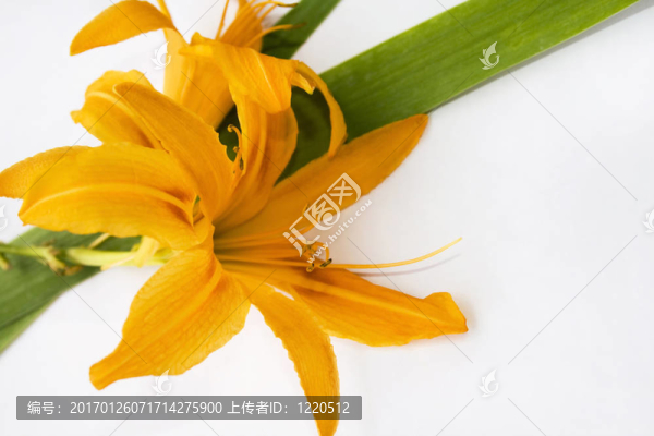 莉莉