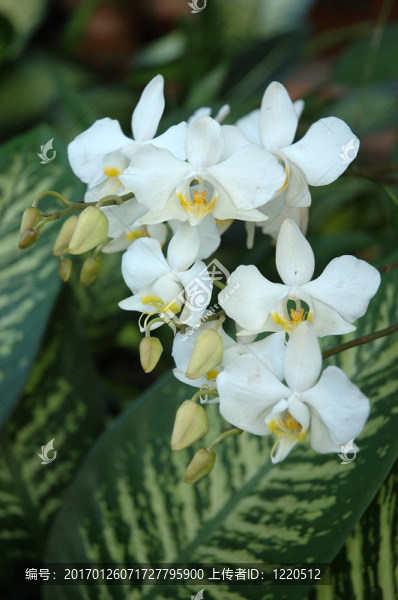 白蘭花