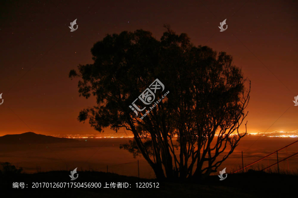 樹(shù)的剪影