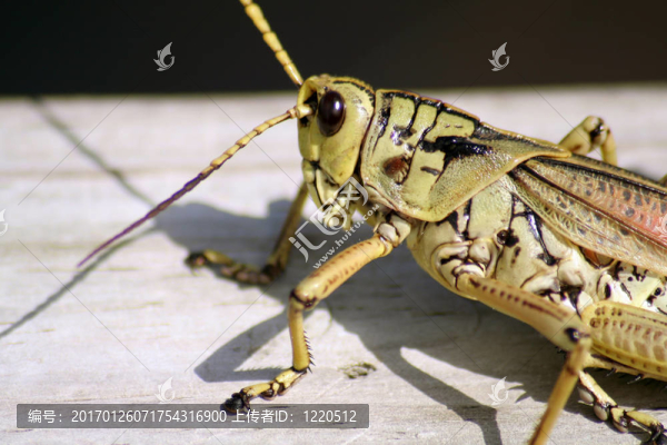 蚱蜢特寫(xiě)