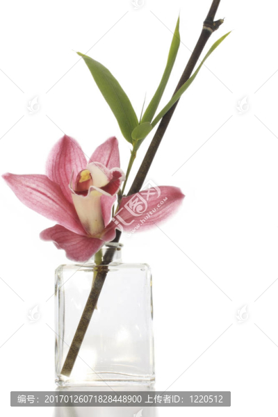 蘭花的安排