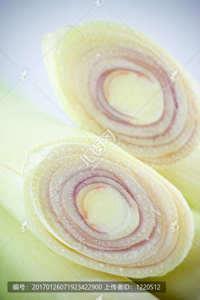 檸檬草