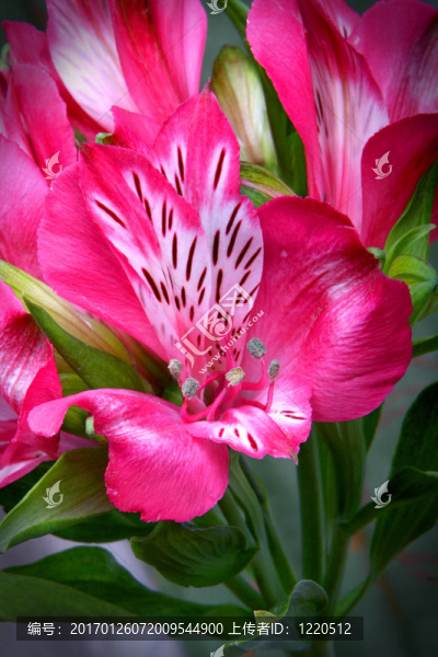粉紅色的花altermeria