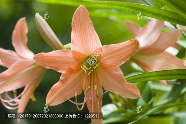 熱帶莉莉