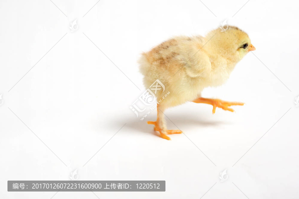 奔跑的小雞
