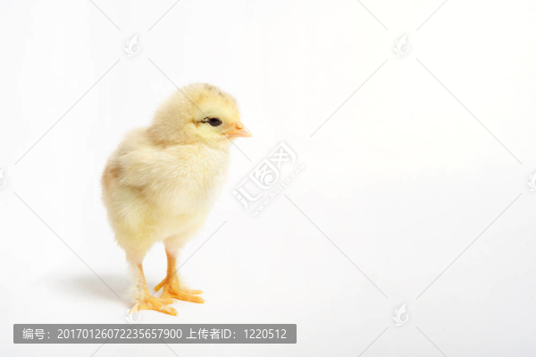 金黃色的小雞
