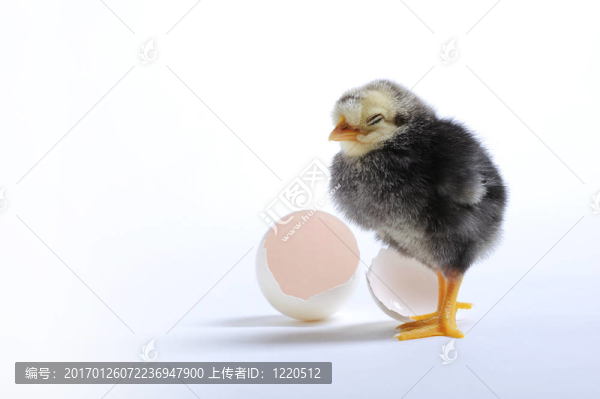 雞和蛋