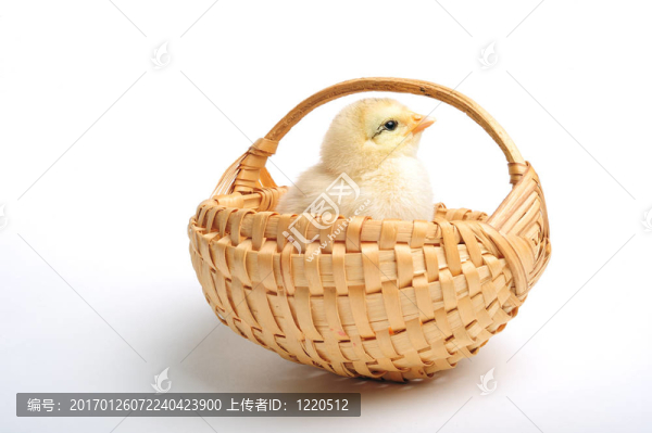 小雞在籃子里