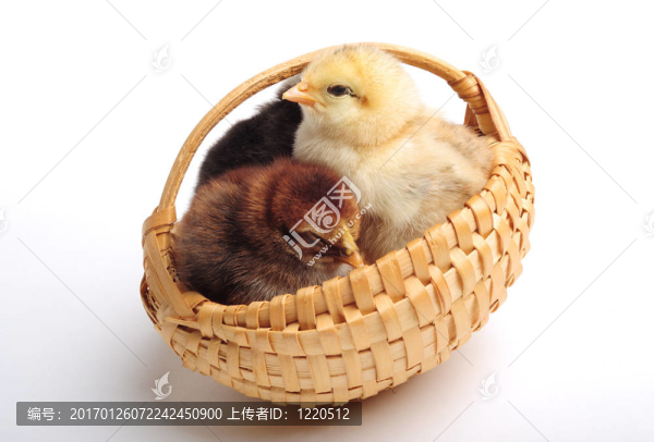 小雞在籃子里