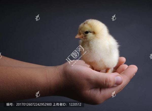 小雞在手