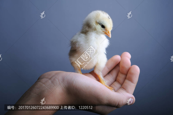 小雞在手