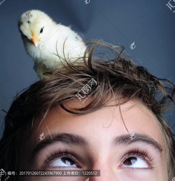 小雞
