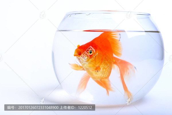 金魚