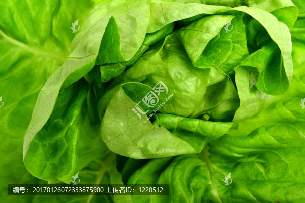 薩拉德