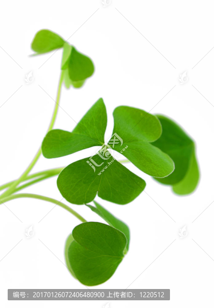 三葉草