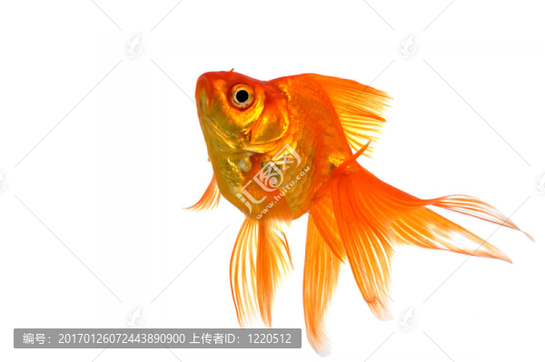 金魚