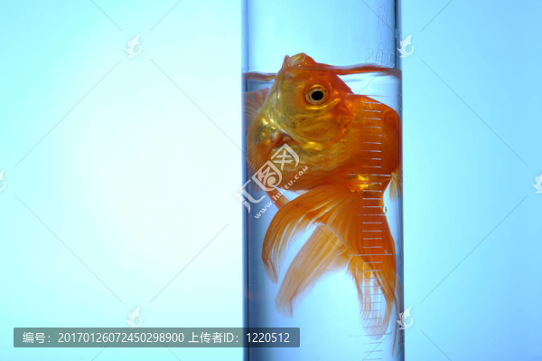 金魚