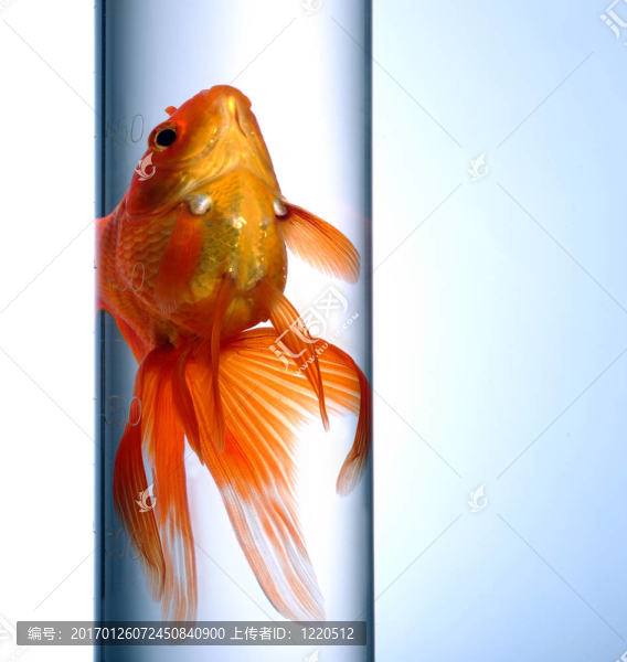 金魚