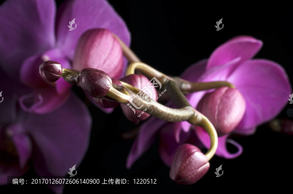 蝴蝶蘭