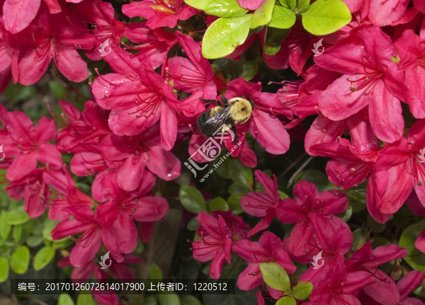 蜜蜂在杜鵑