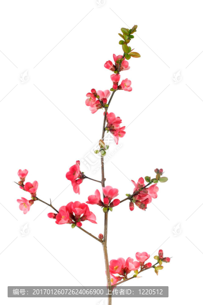 果樹開花