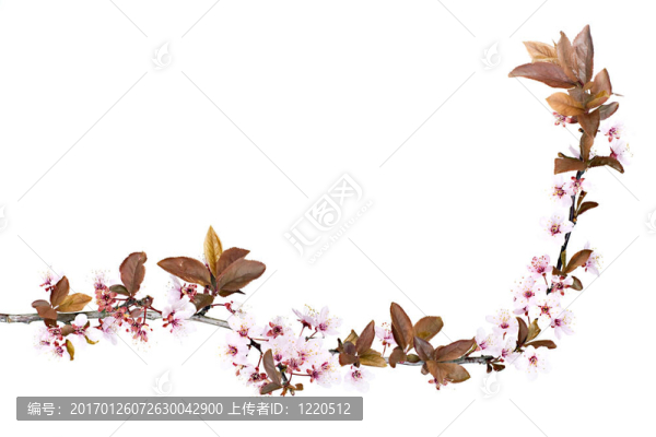 李樹(shù)開(kāi)花