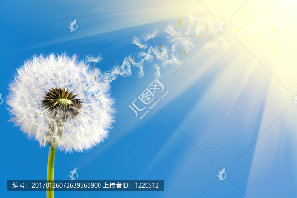 蒲公英在陽(yáng)光下