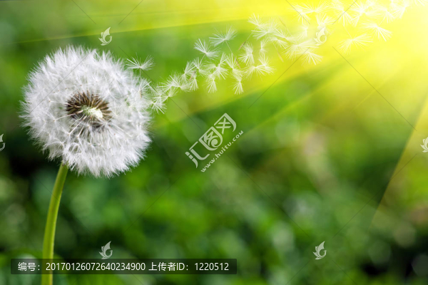 春天的蒲公英-匯圖網(wǎng) www.fosd68.com 春天的蒲公英