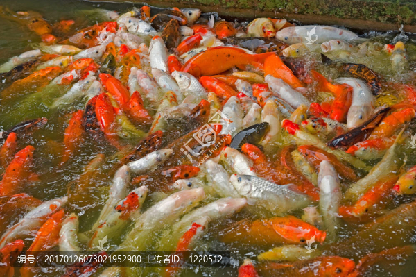 學校的魚