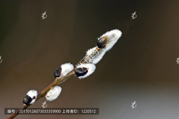 褪色柳