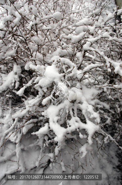 冰雪覆蓋的樹枝