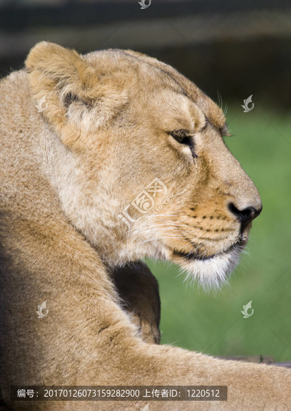 母獅-匯圖網(wǎng) www.fosd68.com 母獅