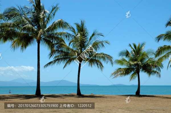 海洋棕櫚樹