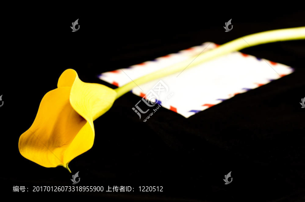 在黑黃色馬蹄蓮和信