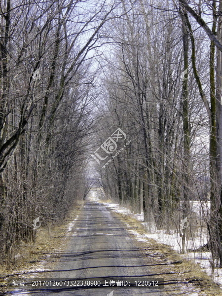 穿過樹林的小路