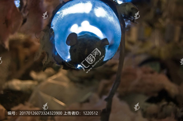 在國內(nèi)保溫管鼠標(biāo)背光