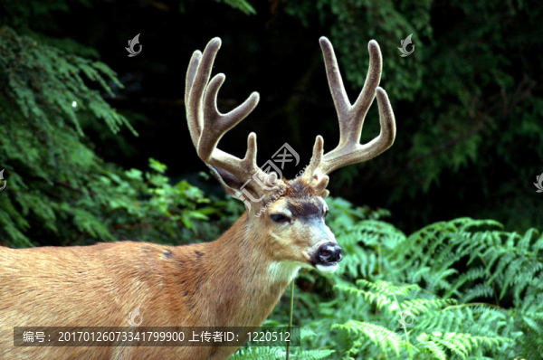 黑尾鹿巴克