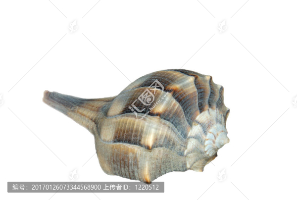 海螺貝殼