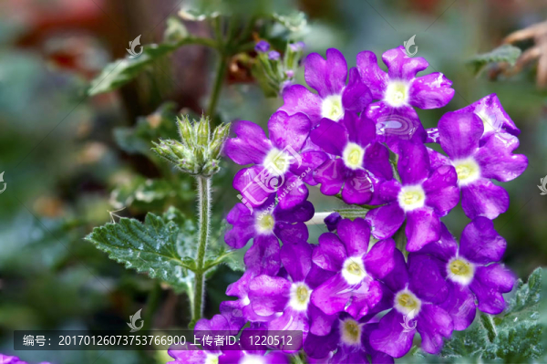 紫色的花