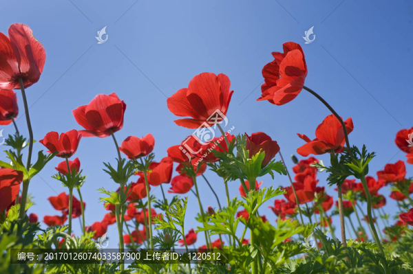 紅色的花田
