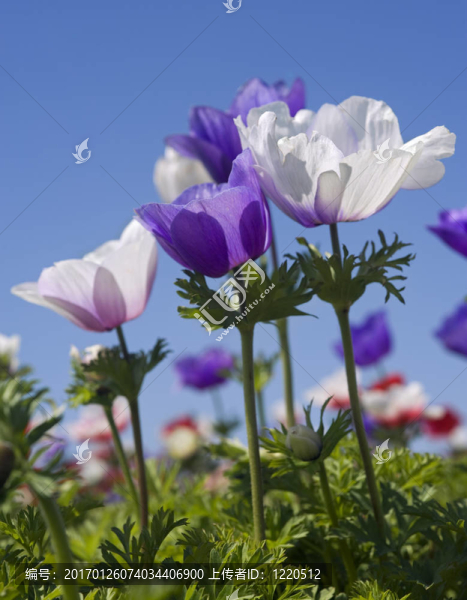 白色和紫色花田
