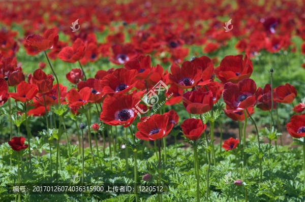 紅色的花田