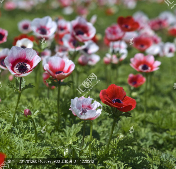 白色和紅色花場(chǎng)