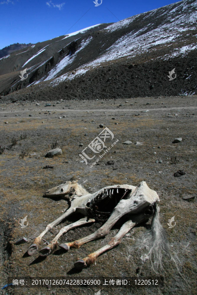 印度；死馬