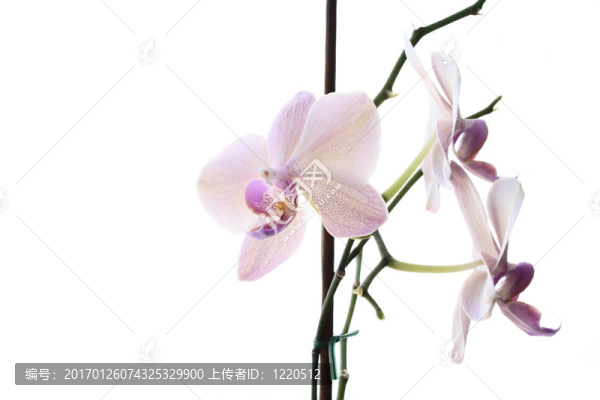 蘭花